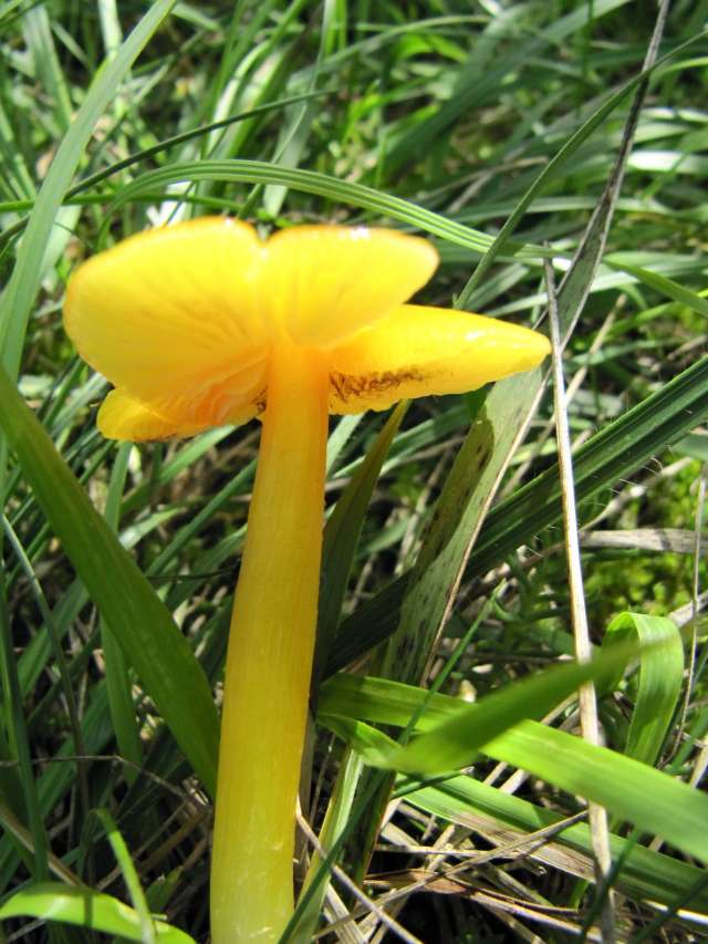 Hygrocybe Chlorophana Yvoir (Champalle) 31-08-12.jpg