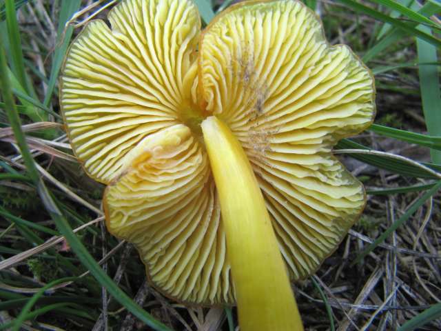 Hygrocybe chlorophana Yvoir (Champalle) 31-08-12 A.jpg