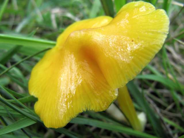 Hygrocybe chlorophana Yvoir (Champalle) 31-08-12 D.jpg