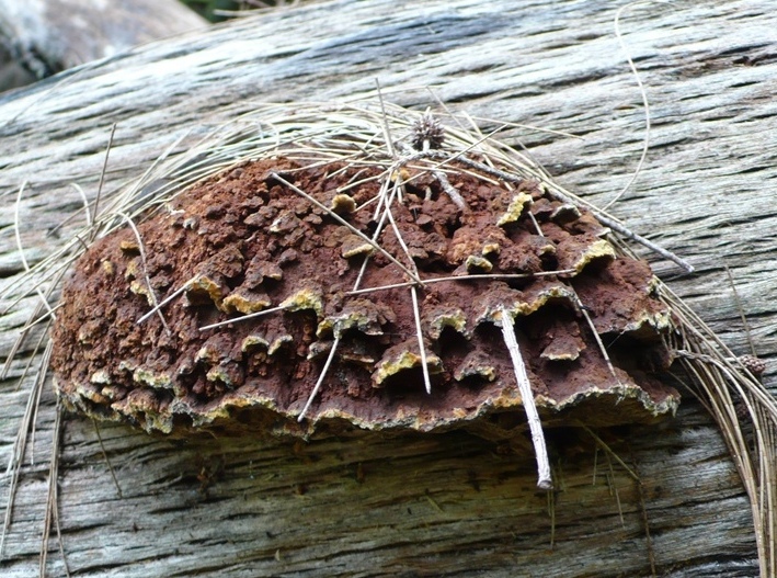 Polypore N.Id. (1)a.JPG