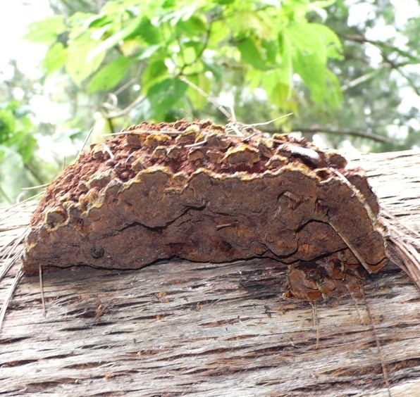 Polypore N.Id.a.JPG