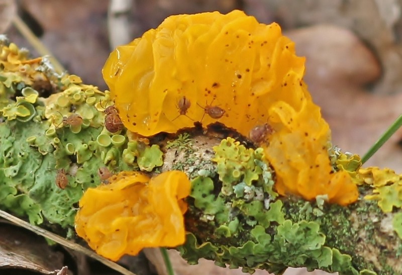 Caussea 2013-01-25 Tremella.JPG