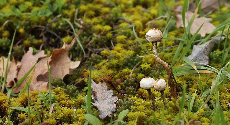 Caussea 2013-02-13 Tulostoma.JPG