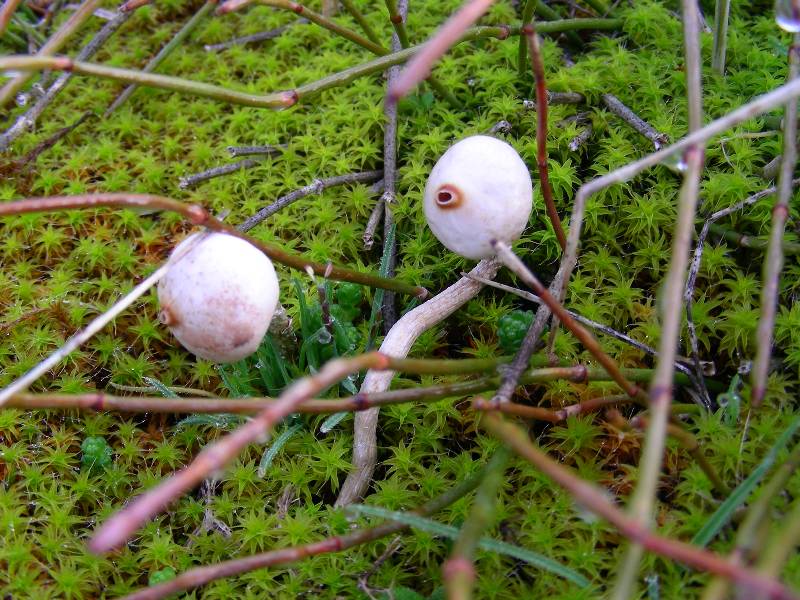 Tulostoma brumale 2011 Sarzeau-redim800.JPG