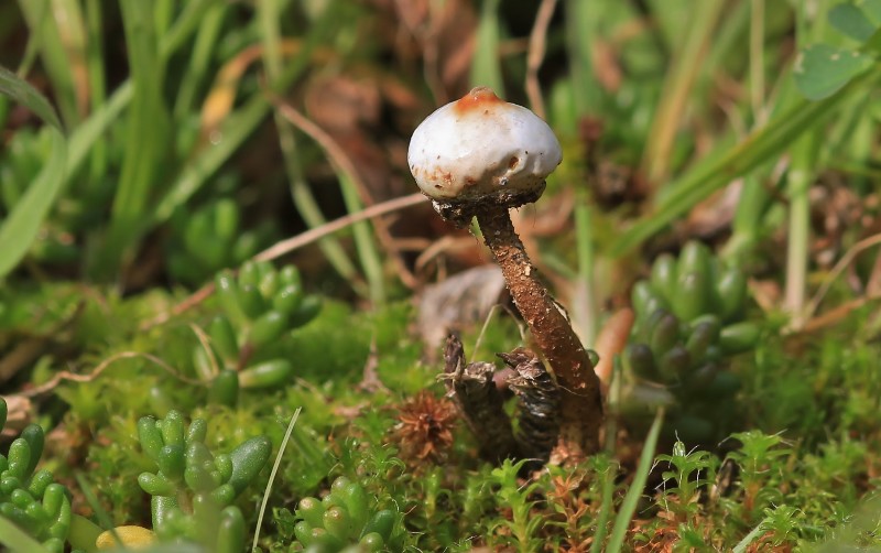 Causséa 2013-02-26 Tulostoma brumale.JPG