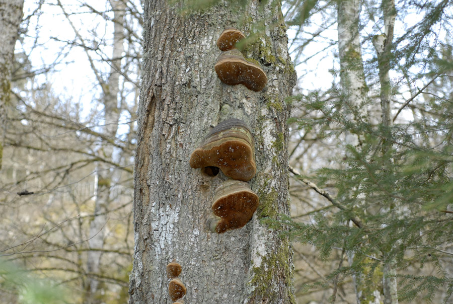 Phellinus robustus.jpg