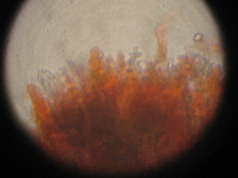 Dendrohyphides-redim800.jpg