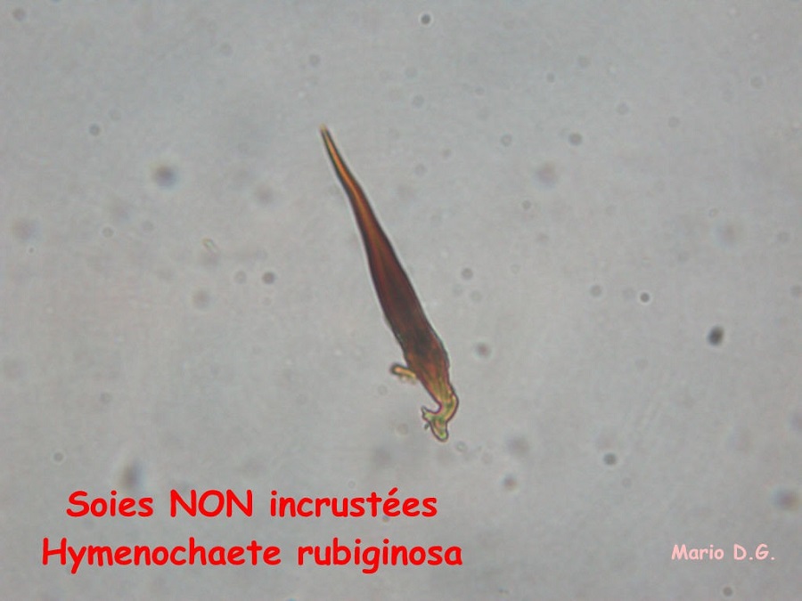 Copie de Hymenochaete rubiginosa 2 .jpg -rrrxxx.jpg