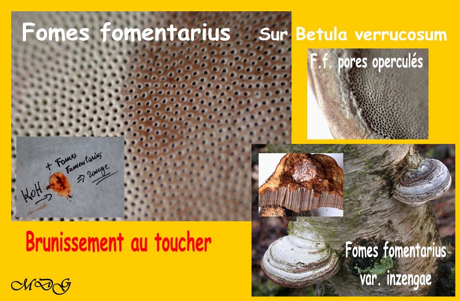 Fomes fomentarius Image2 tris - Copie 01.jpg