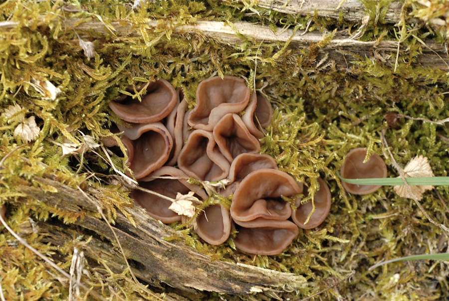 Gyromitra-perlata.jpg