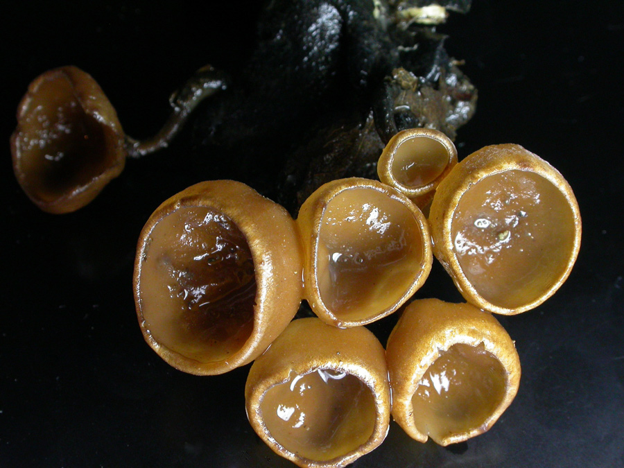 Dumontinia-3.jpg