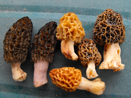 morilles.JPG