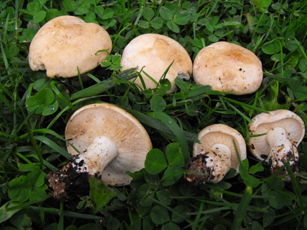 calocybe gambosa.JPG