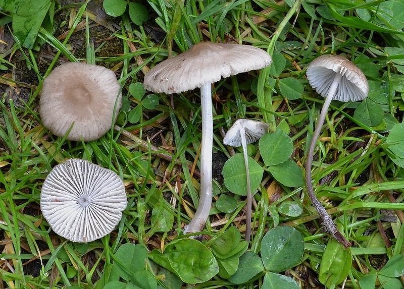 Mycena niveipes.jpg