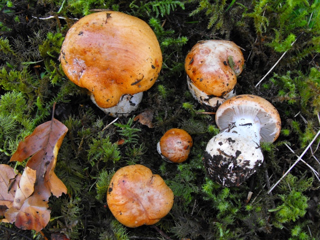 Cortinarius inexspectatus.JPG