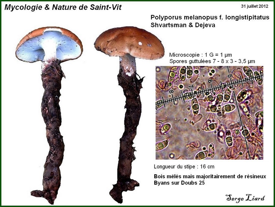 Polyporus melanopus f.jpg