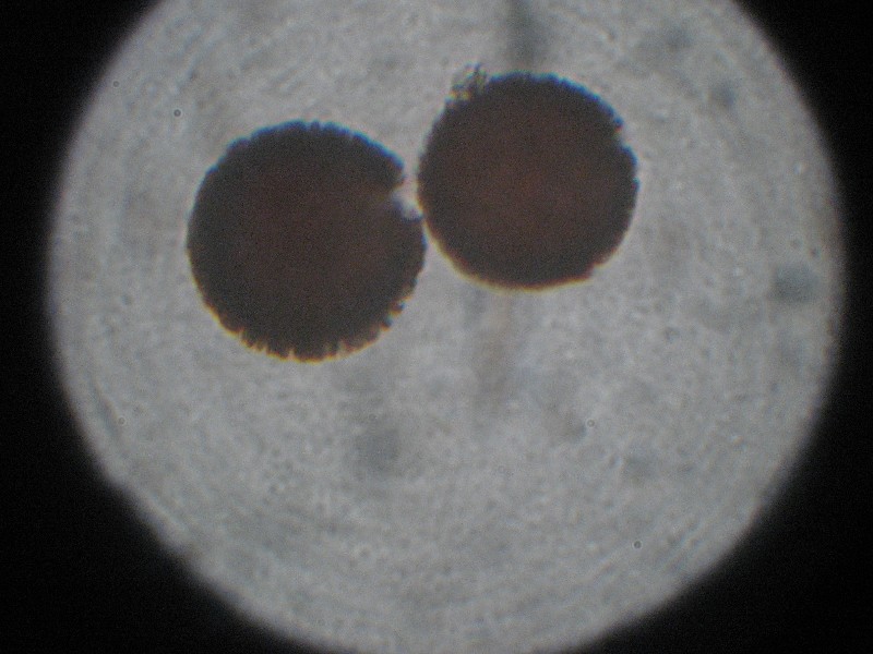 Elaphomyces4.JPG