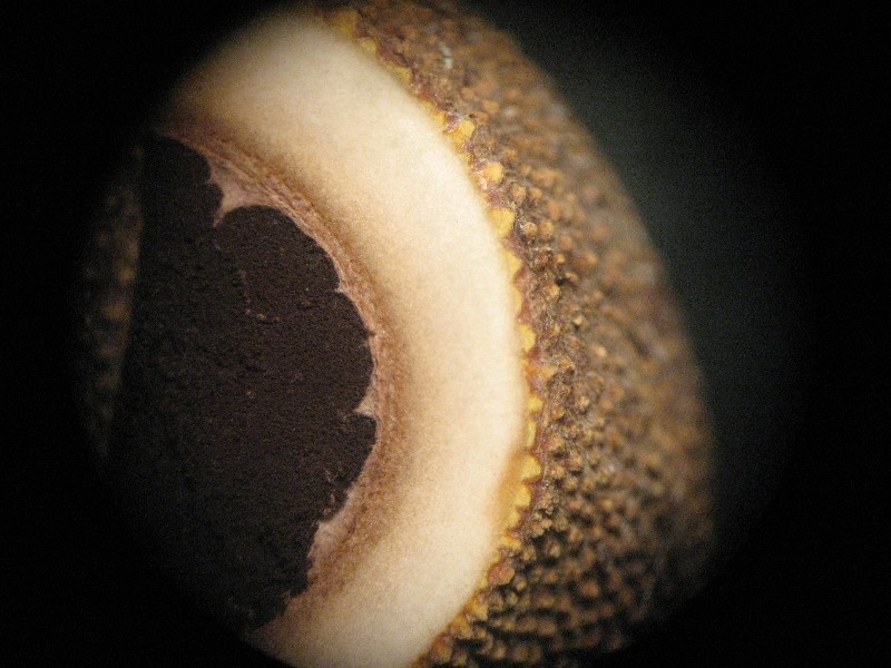 Elaphomyces2.JPG