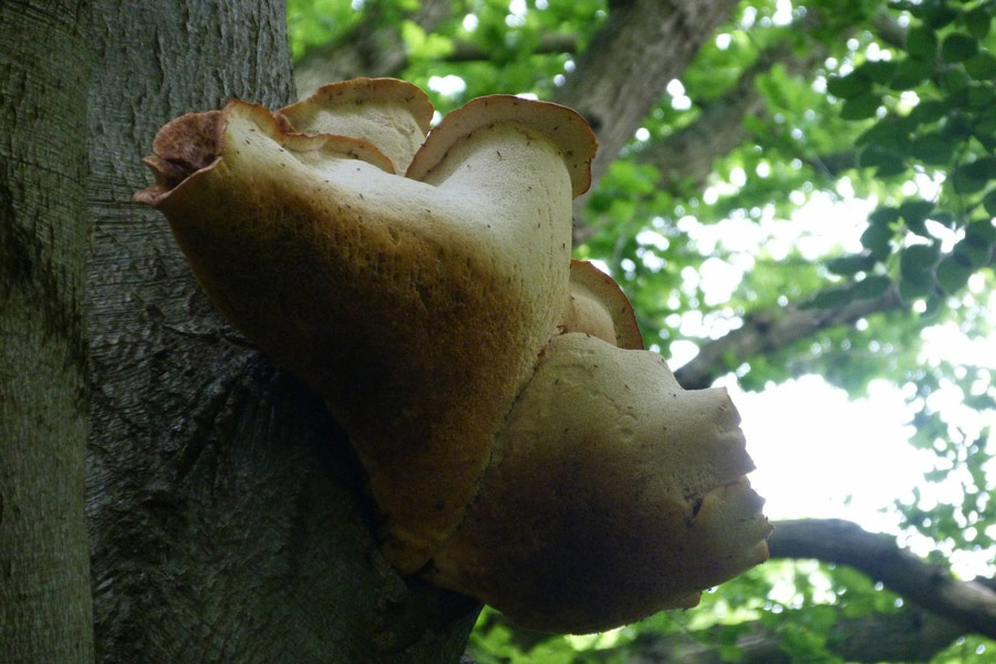 Polypore2.jpg