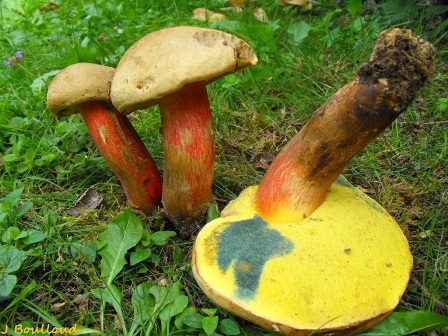 Boletus calopus fo. ereticulatus.JPG