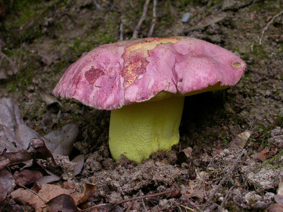 Boletus1.jpg