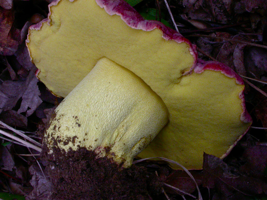 Boletus2.jpg