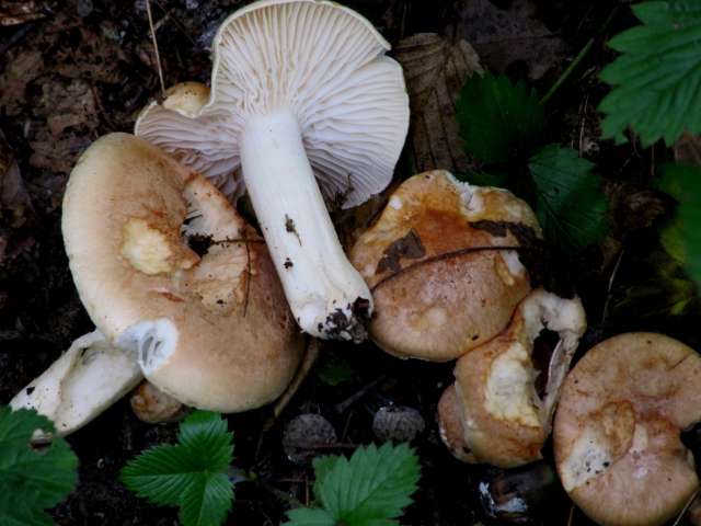 Russula spec. Yvoir (B) 28-09-13.jpg