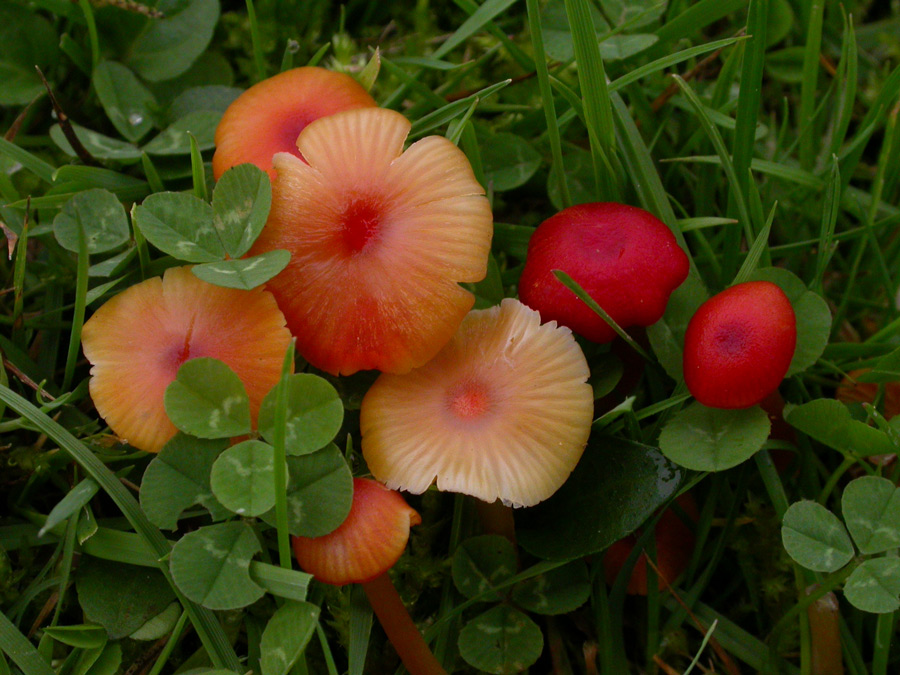 Hygrocybe-.jpg