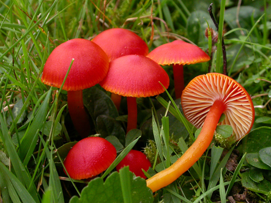 Hygrocybe2.jpg