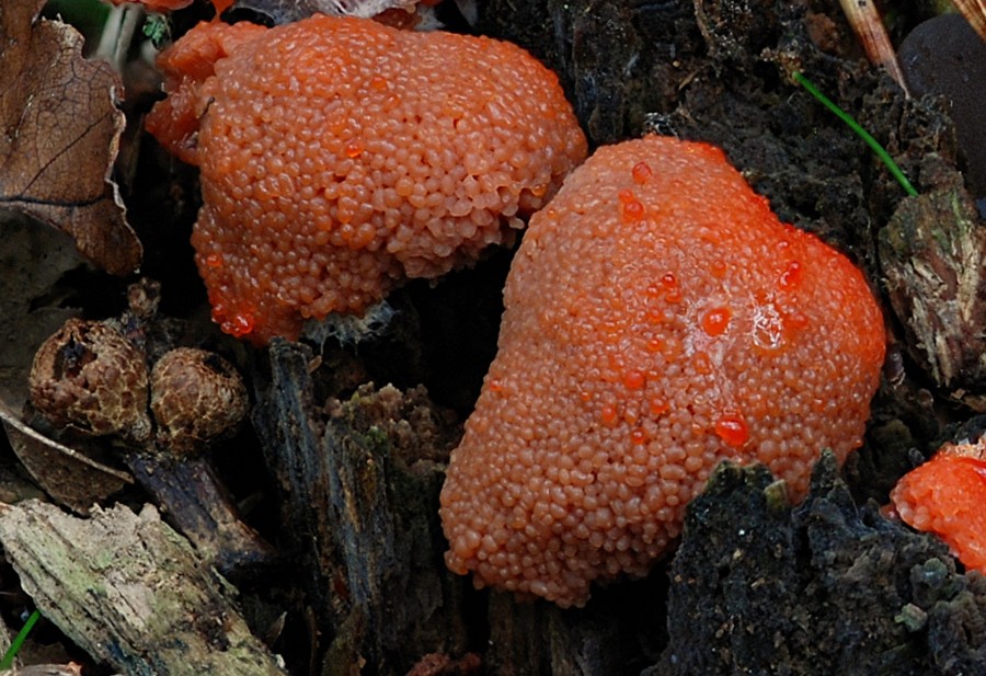 2013 10 08 Lozère (Barre des Cévennes).jpg