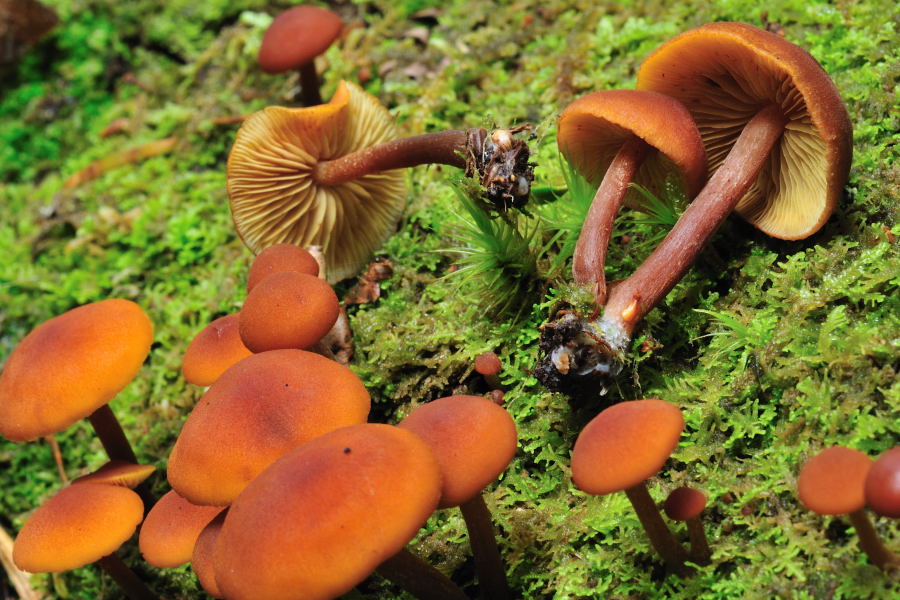 Gymnopilus liquiritiae.JPG