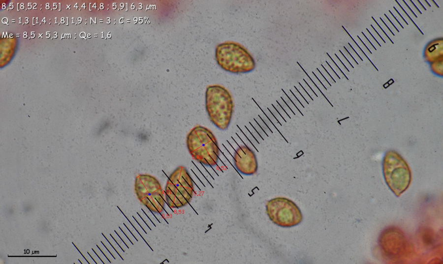 Gymnopilus_Liquiritiae_Spores_01.JPG