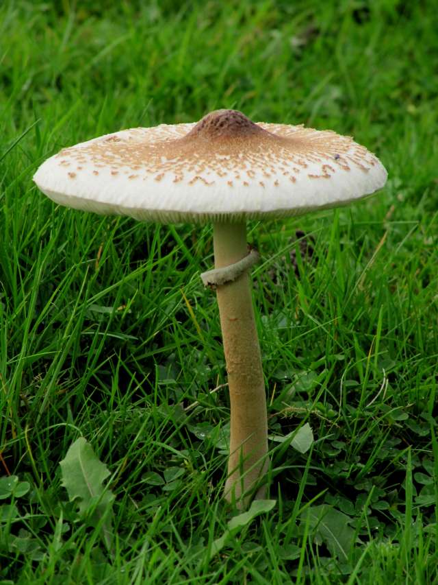 Macrolepiota Yvoir (Tricointe) 20-10-13 A.jpg