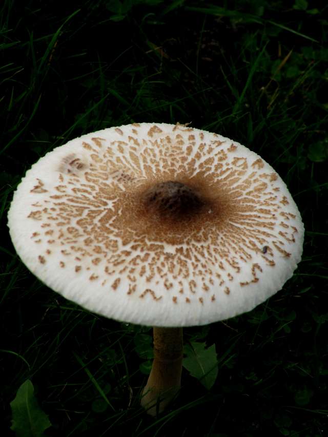 Macrolepiota Yvoir (Tricointe) 20-10-13 B.jpg