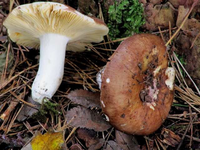 Russula sous Pinus sylvestris Yvoir 20-10-13 A.jpg