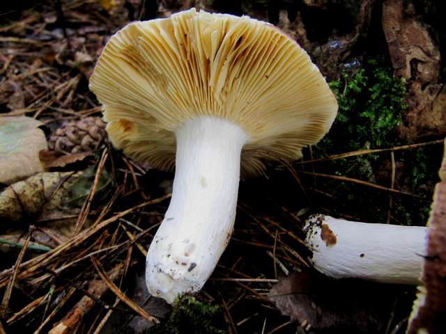 Russula sous Pinus sylvestris Yvoir 20-10-13.jpg