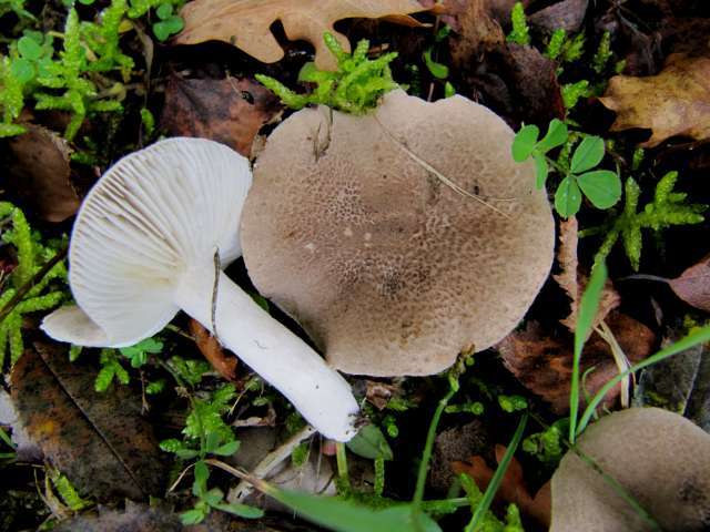 Tricholoma Marais d'Harchies (B) 9-10-13.jpg