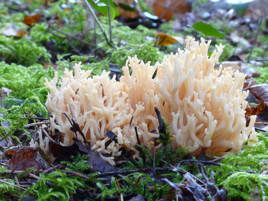 Ramaria pallida-redim900.JPG