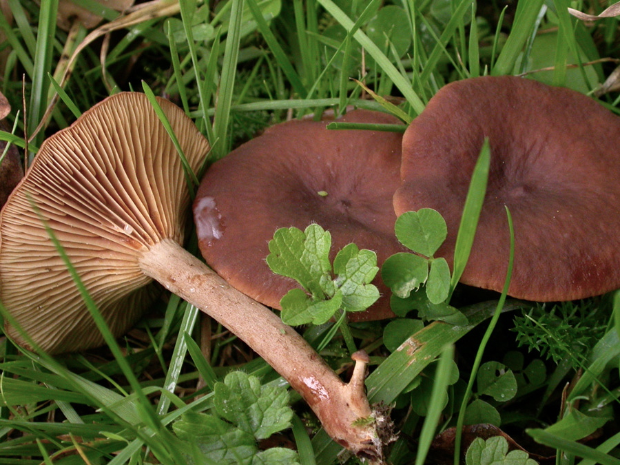 Lactarius-rufus.jpg