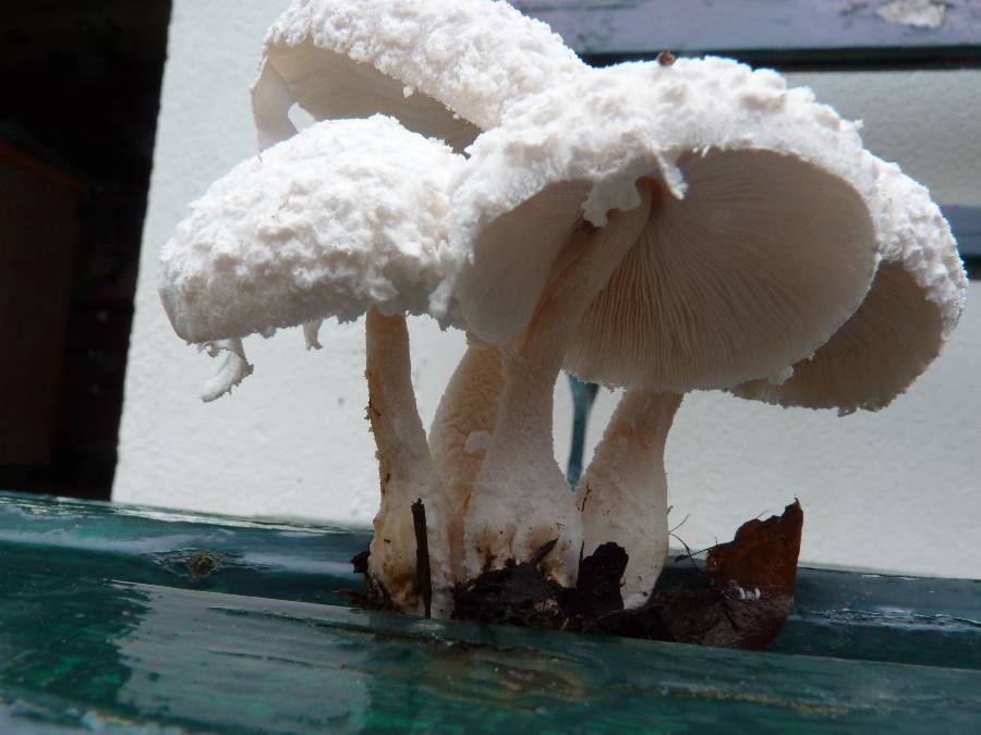 amanite gracile (4)-redim900.JPG