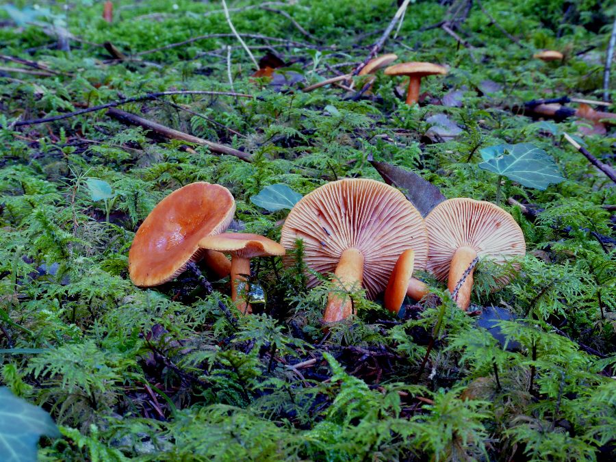 Lactarius fulvissimus1-redim900.JPG