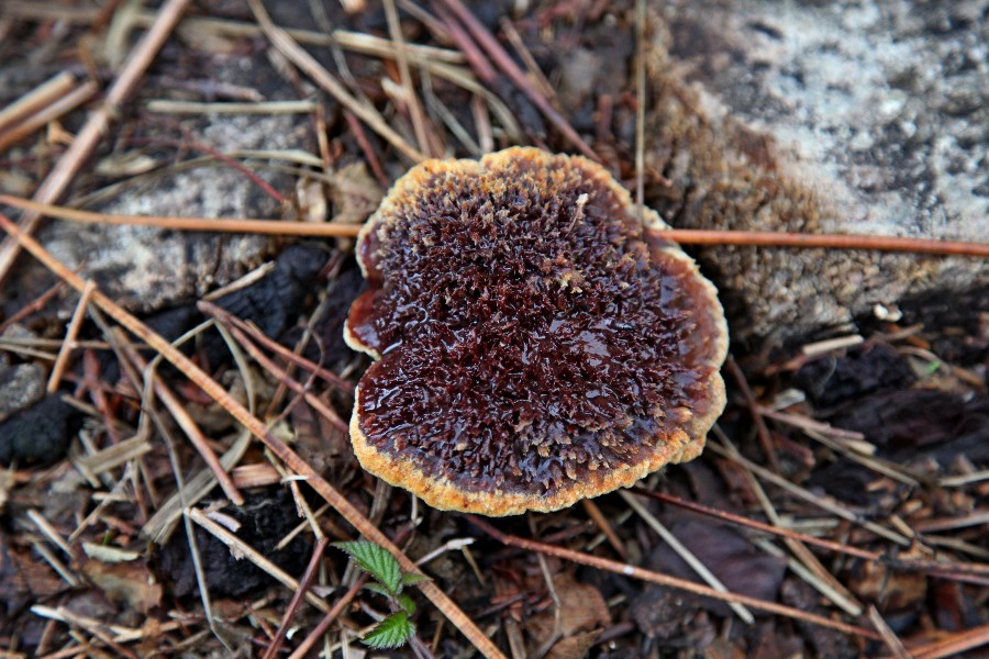 Inonotus.jpg