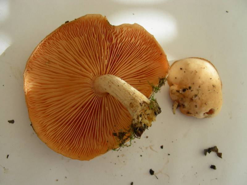 Rhodotus palmatus 1 10 11 13-redim800.JPG