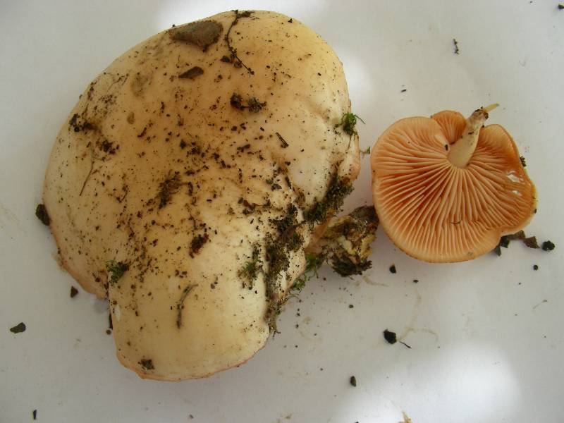 Rhodotus palmatus 2 10 11 13-redim800.JPG