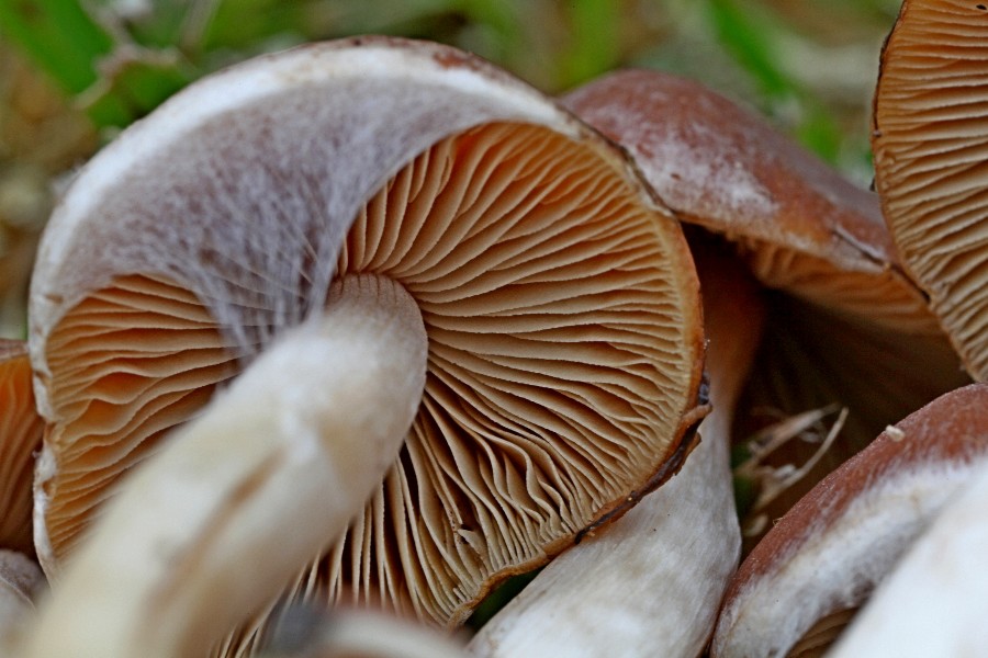 Psathyrella piluliformis-c.jpg