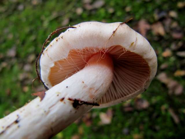 (Cortinarius) Yvoir (Tricointe) 7-12-13 A.jpg