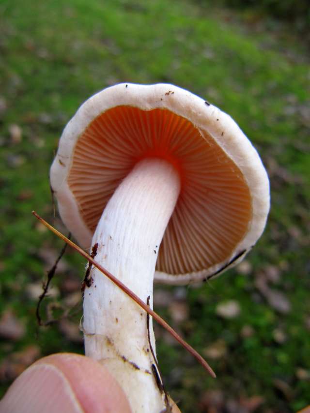 (Cortinarius) Yvoir (Tricointe) 7-12-13 E.jpg