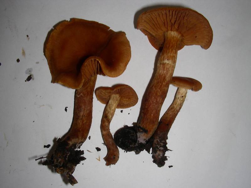 Cortinarius groupe inconnu 10 11 13-redim800.JPG