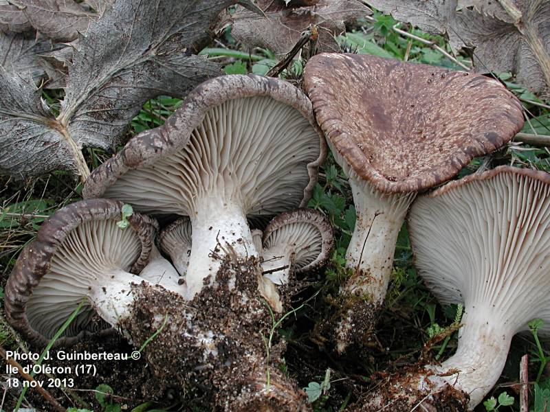 Pleurotus eryngii_Photo_JG7792-redim800.jpeg