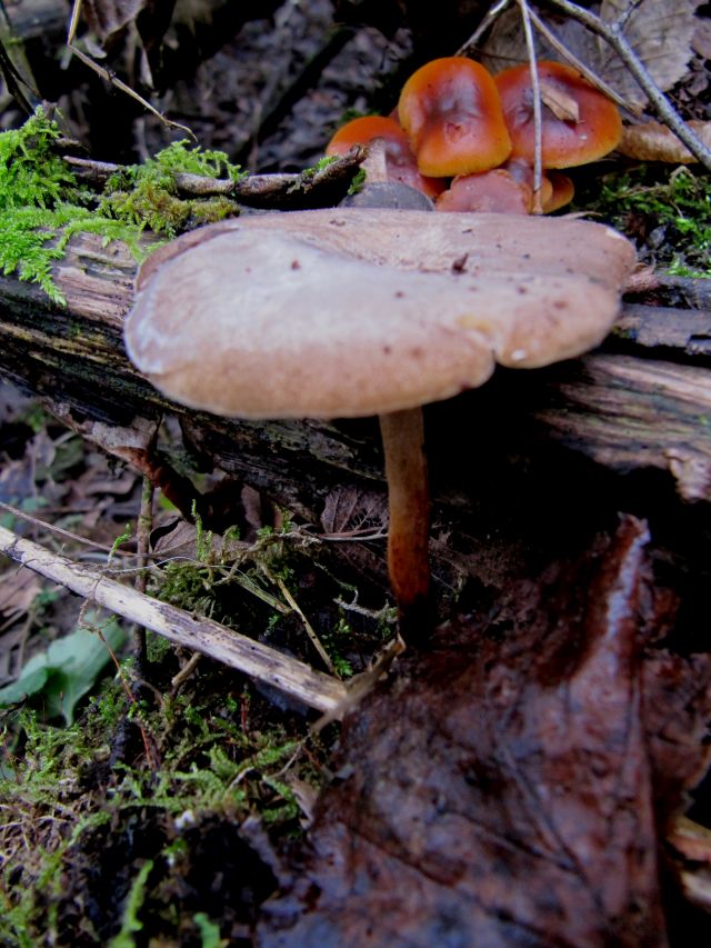 Polyporus brumalis Gendron-Celles 30-12-13.jpg